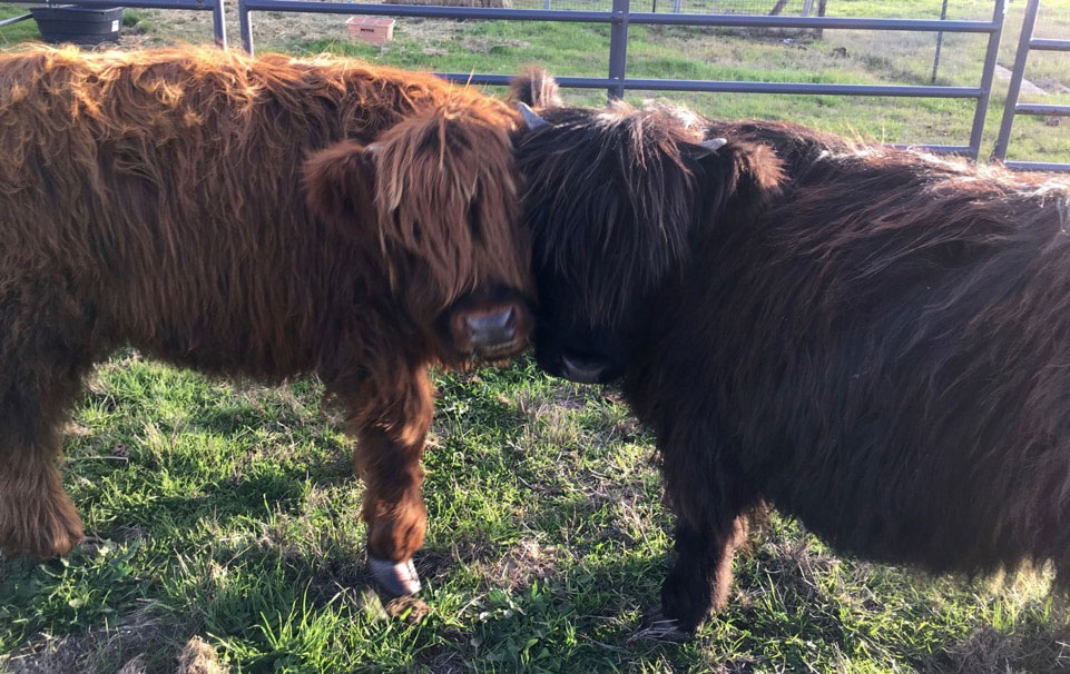 Brown Barn Cows – Bella & Taylor