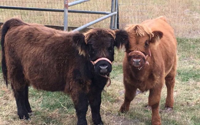 mini-scottish-highland-cows8