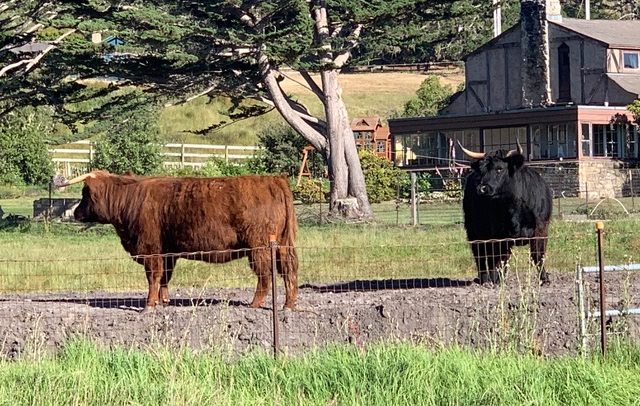 Showing off for passersby on our cow berm